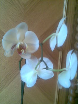 orchidea07