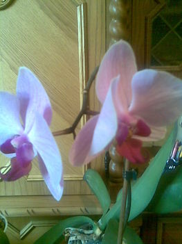 orchidea08