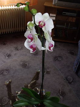 Orchidea