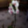 Orchidea_606786_90788_t