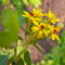 Aranyribiszke - Ribes aureum