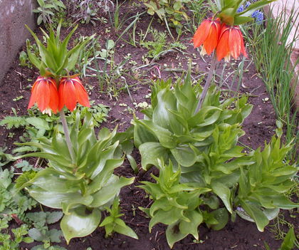 Császárkorona - Fritillaria imperialis