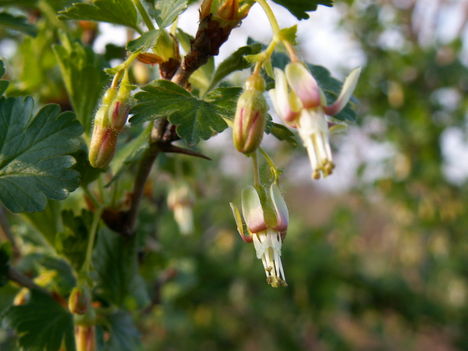 Egres - Ribes Grossularia
