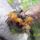 Mezgas_seb_oszibarackonpseudomonas_es_cytospora_671736_56603_t