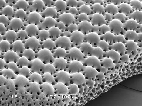 Scanning electron micrograph (SEM) kép egy kalcitkristály mikrolencséről
