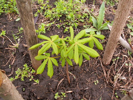 Vadgesztenye - Aesculus hippocastanum