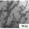 vegyi úton előállított kobalt nanomágnes