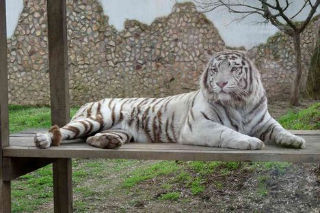Ő a nagy fehér tigris