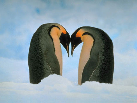 Szerelmes Pingvinpár