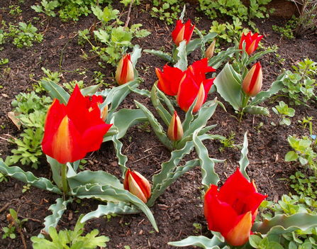 Tulipán - Tulipa vvedenskyi