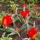 Tulipan__tulipa_vvedenskyi_672415_99697_t