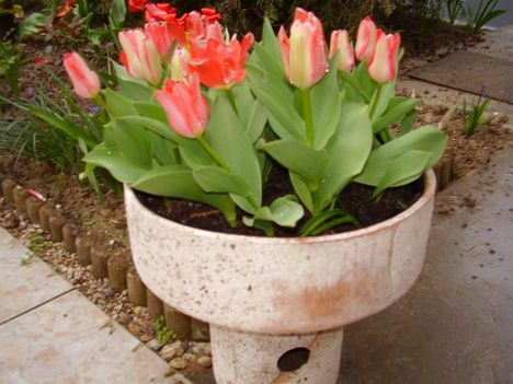Tulipánjaimból egy görögtállal