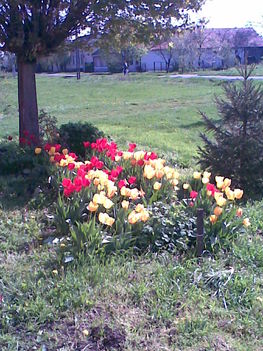 A tavasz virágai a főutcán