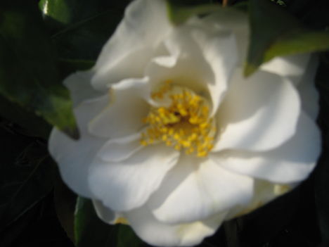 camellia