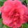 Camellia_674718_74434_t