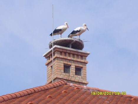 gólyák a Gólya vendéglőn