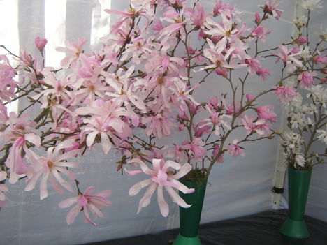 magnolia vazaban