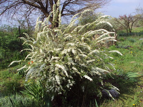 spíria bokor 2010