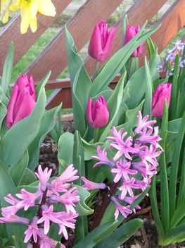 tulipánok,jácintok 12