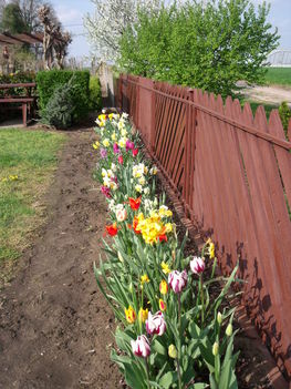 tulipánok,jácintok 1