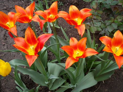 tulipánok,jácintok 2