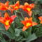 tulipánok,jácintok 2