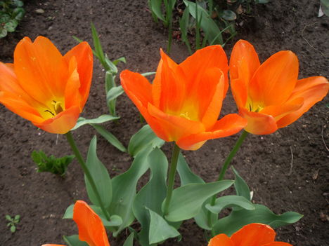 tulipánok,jácintok 3