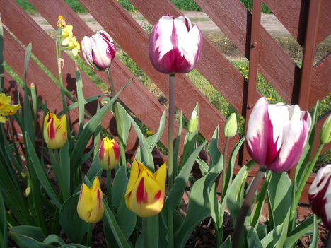 tulipánok,jácintok 4