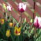 tulipánok,jácintok 4
