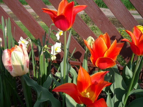 tulipánok,jácintok 5
