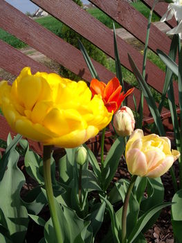 tulipánok,jácintok 6