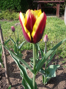 tulipánok,jácintok 7