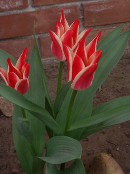 tulipánok,jácintok 8