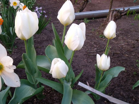 tulipánok,jácintok 9