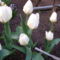 tulipánok,jácintok 9