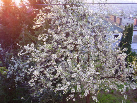 Cseresznyefa
