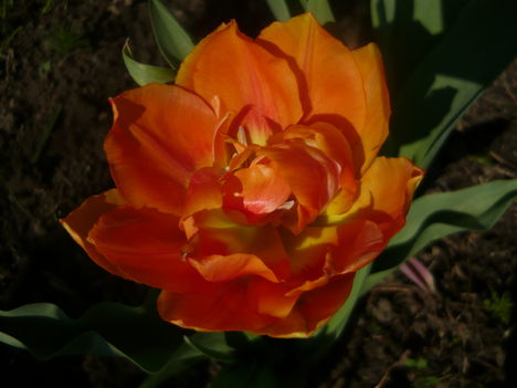 tulipanok 1