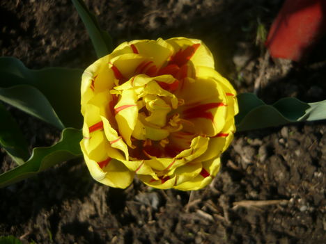 tulipanok 2