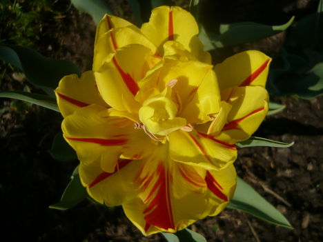 tulipanok 3