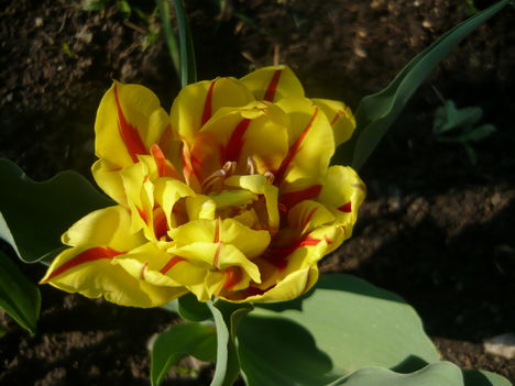 tulipanok 4