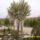 Csepleszmeggy__most_kezdi_a_viragzast_676791_72110_t