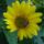 Ehesen_676497_71326_t