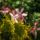 Indulamandula_676509_41293_t
