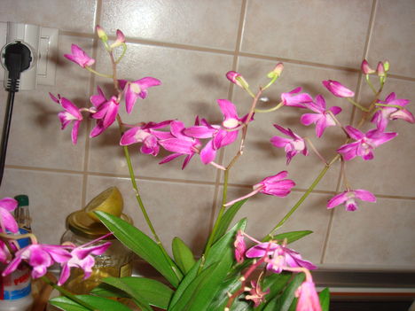 orchidea 1