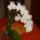 Orchidea_4_676071_80957_t