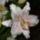 Szeplos_liliom_676515_74045_t