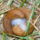 Csigacsalad_677970_90324_t