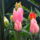Dscf8392_677400_72846_t