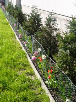 kerti virágaim 2010.04.17