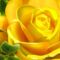 3d-yellow-rose-1280-720-3611